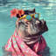 Hippo Oasis 7 - Unframed-279086955