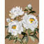White Peony Blossoms by Josie George — Botanical Wall Art-498931472-498931481-498931425