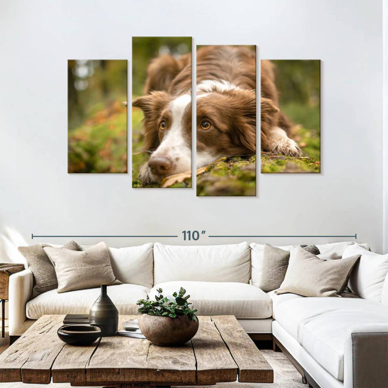 Brampt Lovable Border Collie