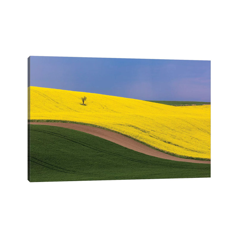 Czech Republic, Southern Moravia. Farm field of yellow canola and wheat. 1 Piece Wrapped Canvas Wall Art