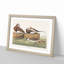 Long-Tailed Ducks by John Audubon - Framed Print-55577218-55577222