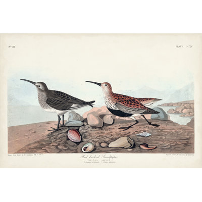Pl. 290 Bécasseau à dos rouge
