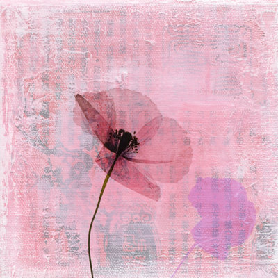 Pressed Poppy Flower on Textured Art Background - Wrapped Canvas Painting