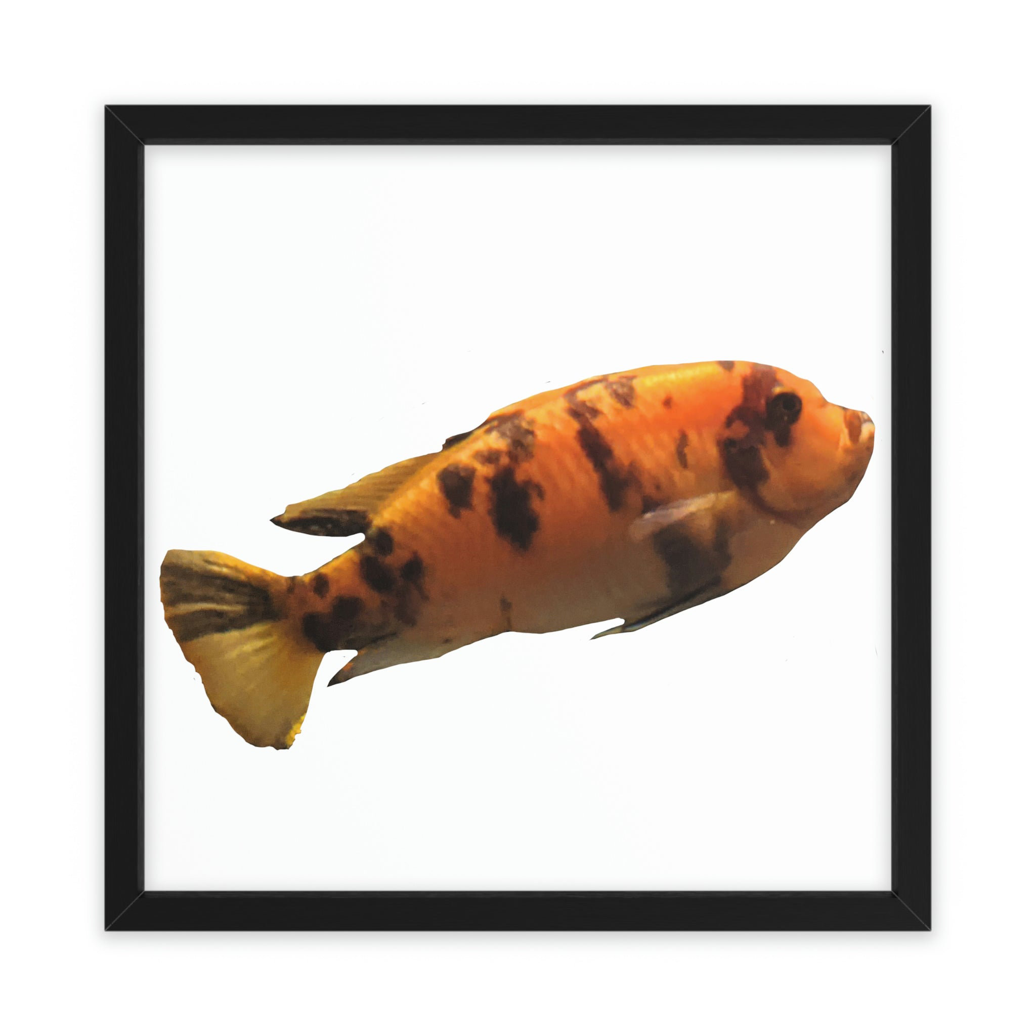 Dovecove Fish - Picture Frame Illustration | Wayfair