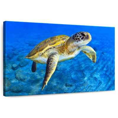 Brampt Sea Turtle Explorer