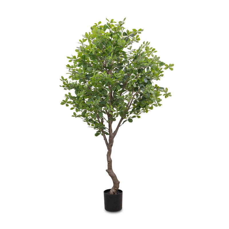 Faux Aralia Faux Foliage Tree in Pot, 75" H x 47" W