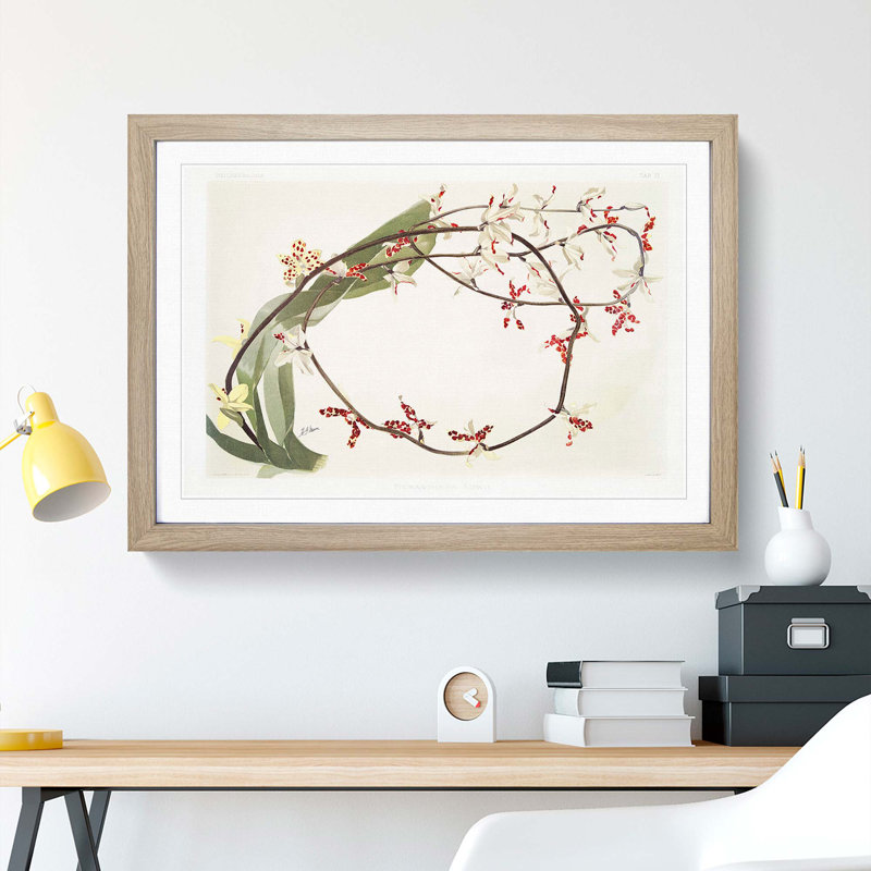 Magnolia Flowers Illustration Tab.71 by Frederick Sander - Picture Frame Art Print, Oak Framed, 48cm H x 65cm W x 2cm D