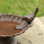 Metal Birdbath