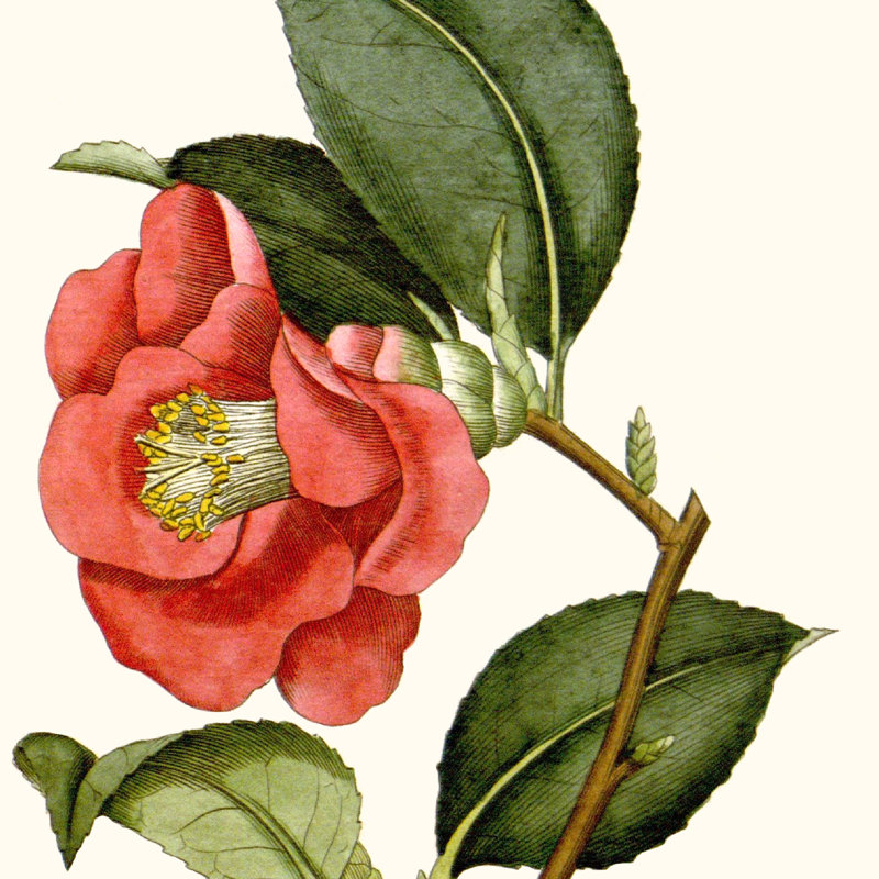 Recadrée botanique antique III, H 36 po x l 36 po