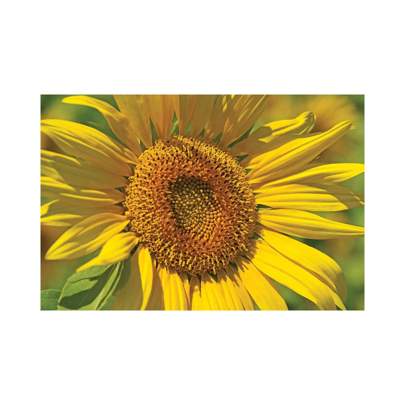 Golden Sunflower by Brian Wolf - Wrapped Canvas Rectangle Print, 20.32 cm H x 30.48 cm W