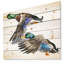 Canard coloré dessiné à la main, œuvre d’art blanche isolée-imprimé Sketch-35111706-35111708