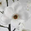 110Cm Artificial Magnolia Tree Plant in Pot-88685045-124076865