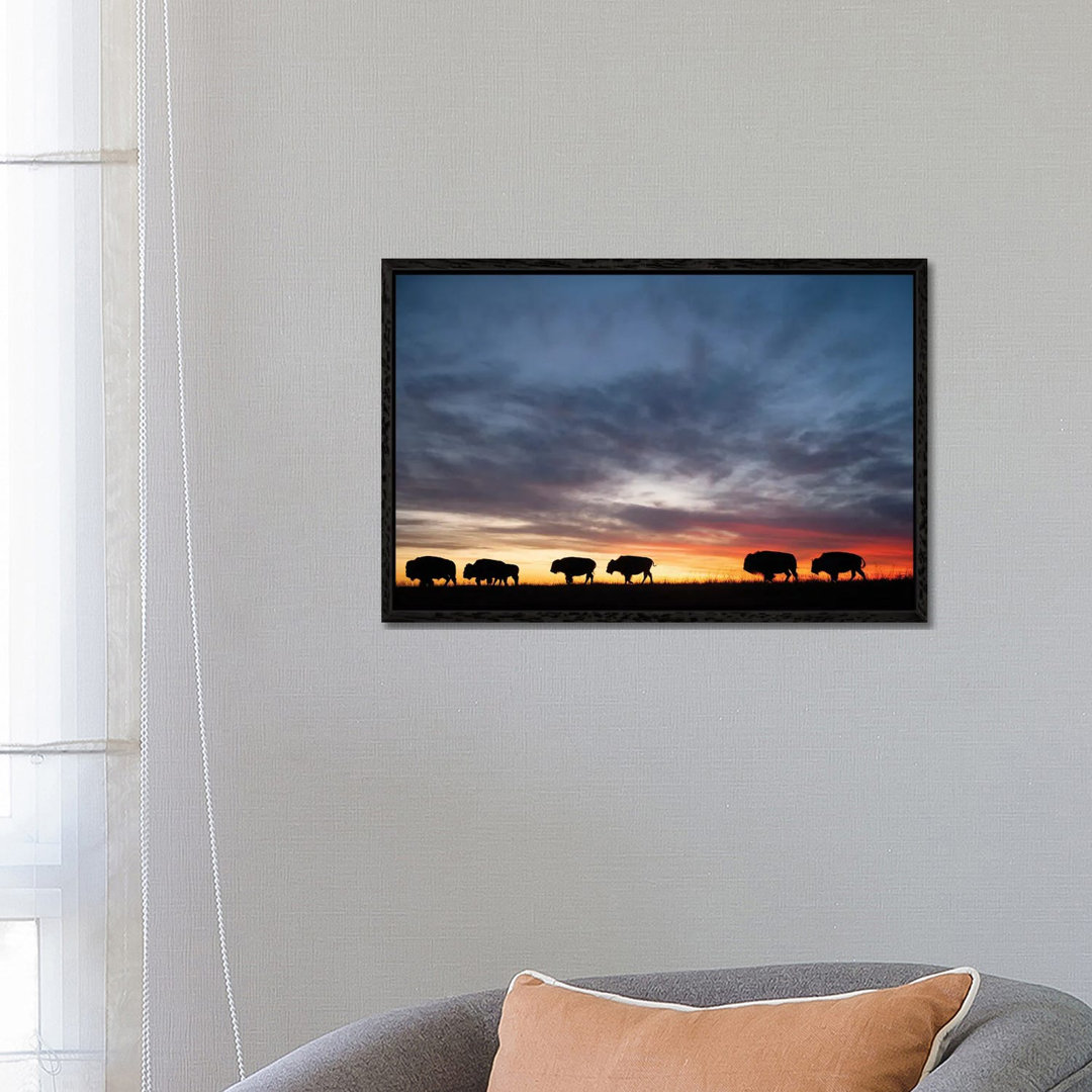 A Silhouette Of A Herd Of Bison And Sunset Near Valentine, Nebraska von Joel Sartore - Gallery-Wrapped Canvas Giclée on ...