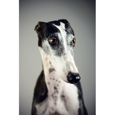 Greyhound by Sensorspot