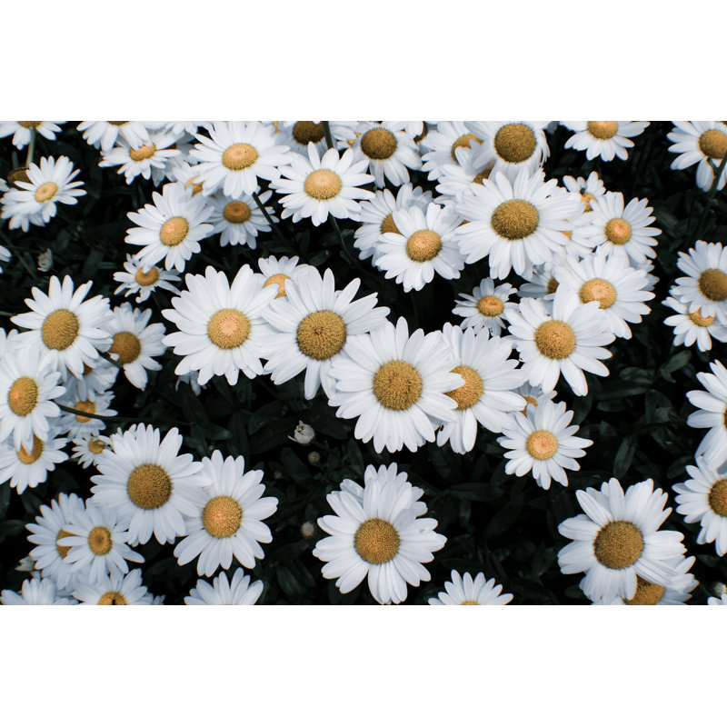 Marguerites - photographie sur toile tendue, H 32 po x l 48 po