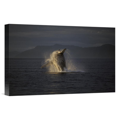 " Humpback Whale Breaching "