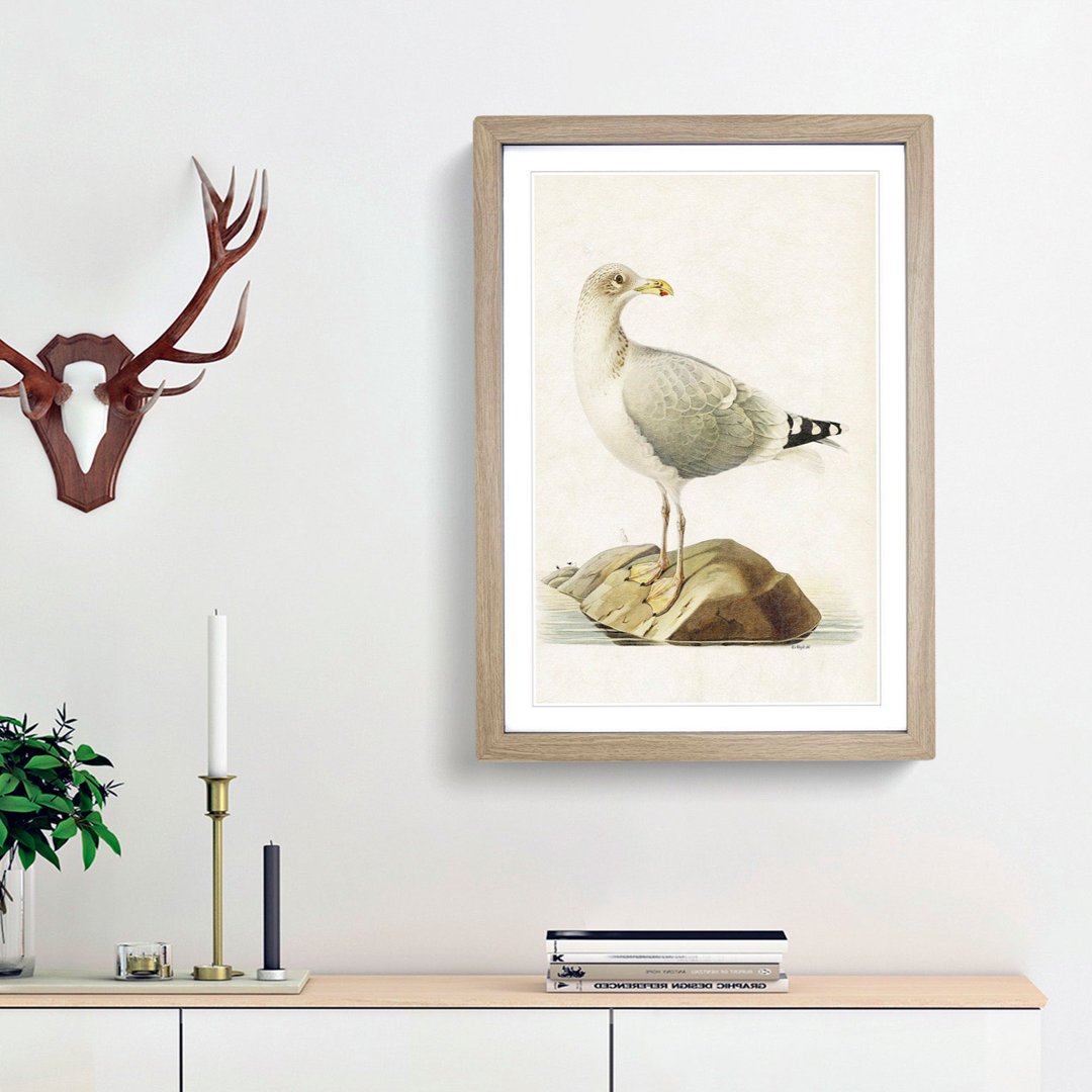 European Herring Gull by Von Wright - Picture Frame Painting Print