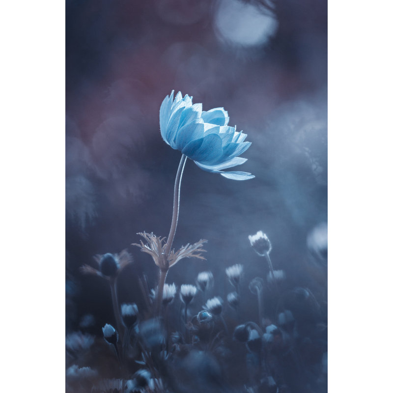 Wrapped Canvas Print, 76.2 cm H x 50.8 cm W