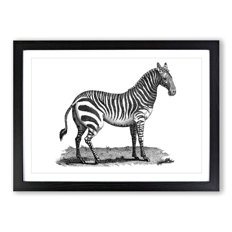 Zebra in Black & White by George Shaw - Picture Frame Drawing Print on MDF, 27cm H x 36cm W x 2cm D, Black Framed