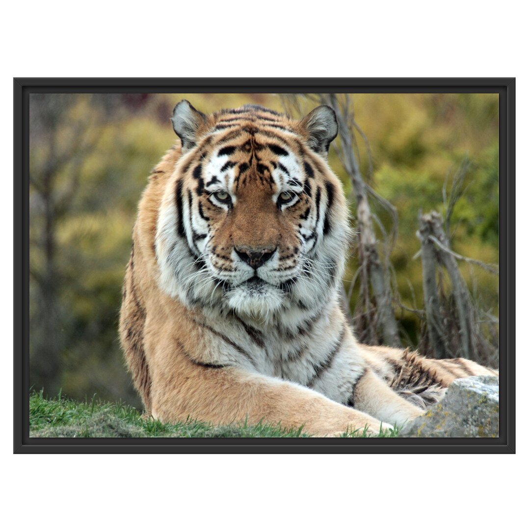 Gerahmter Fotodruck Beautiful Tiger in a Meadow