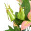 Plastic, Silk Rose Arrangement in Pot-109341031