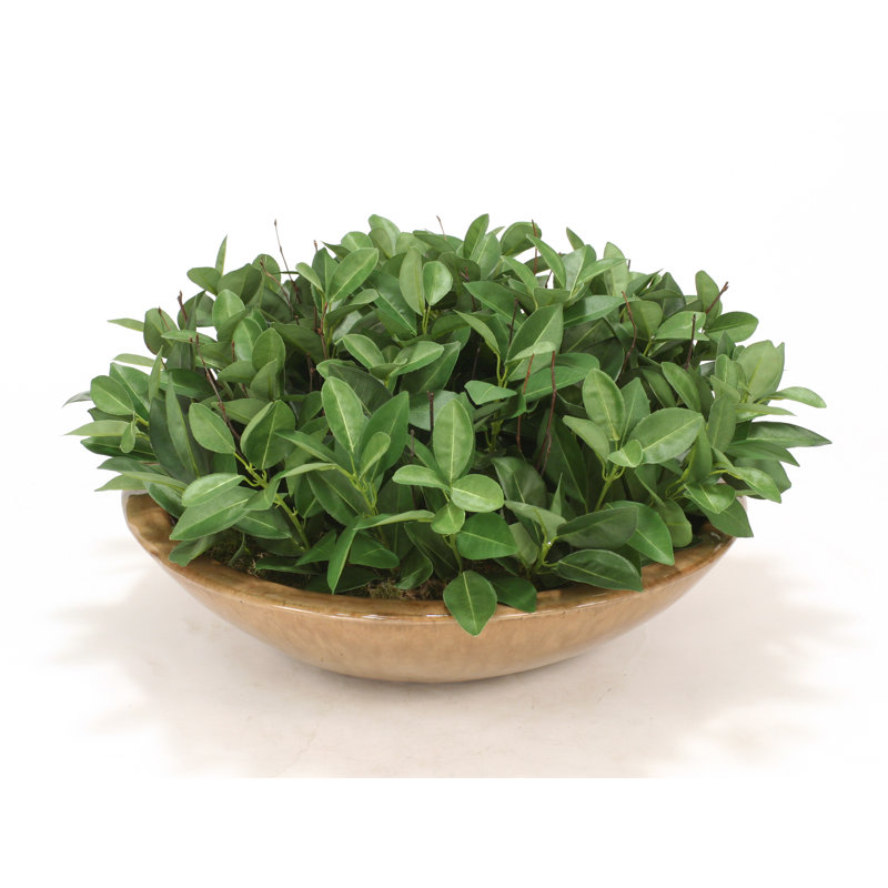 Succulent dans un pot de fleurs
