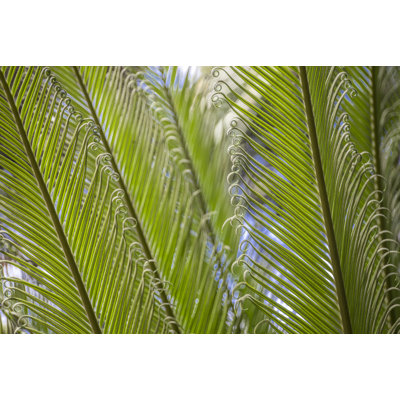 Curly Cue Leaves by Barbara Markoff - Wrapped Canvas Print