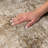 Premium Machine Washable Dream Shag ADS557 Medallions Rug-956475489-956475497