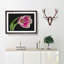 Pink Tulip - Single Picture Frame Print on MDF-56704911-56704910