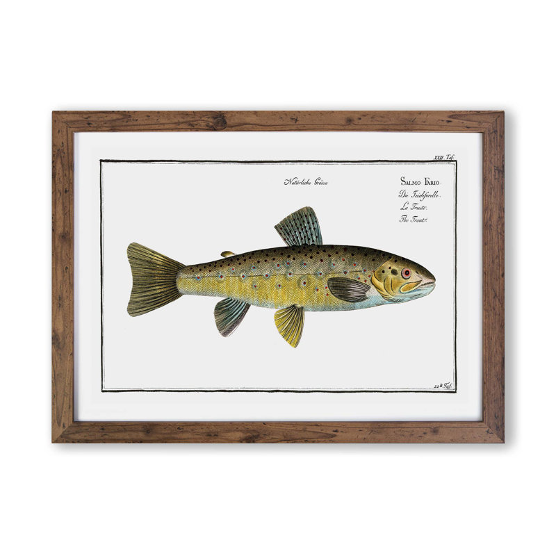 Trout Fish - Framed Print, Walnut, 45cm H x 63cm W x 2cm D