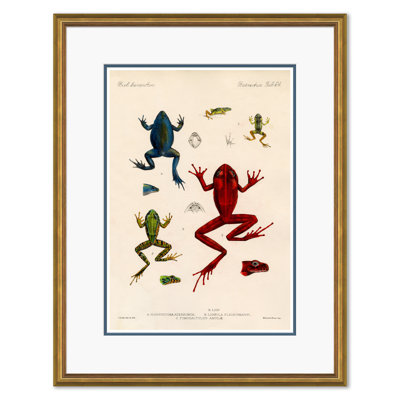 Frogs Giclee Print