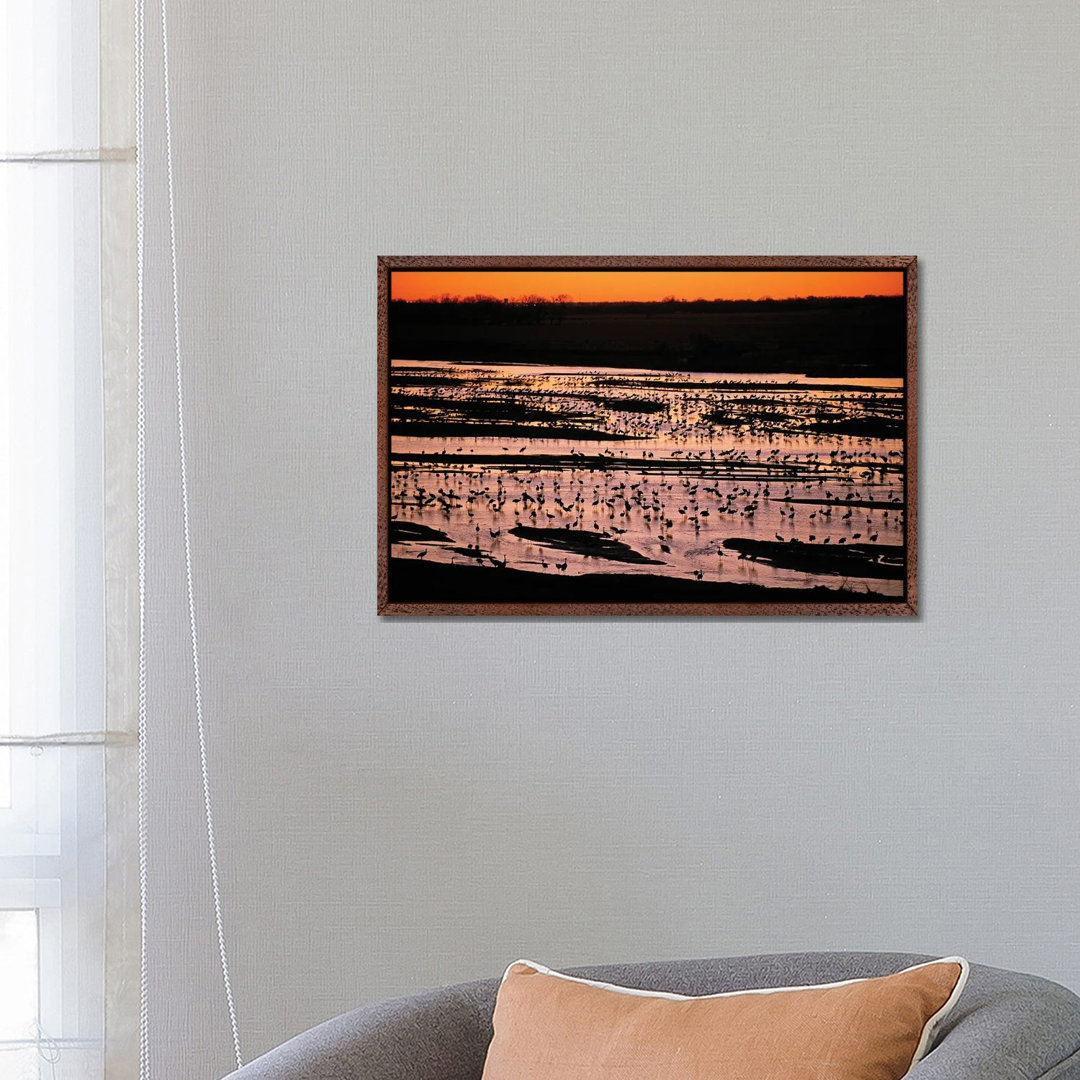 Sandhill Cranes Roost Along The Platte River Near Kearney, Nebraska by Joel Sartore - Gallery-Wrapped Canvas Giclée on Canvas