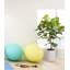 5FT Artificial Fig Tree KD