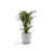 Blanc gris est en rupture de stock
