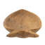 Assiette décorative en bois de teck 23,6 x 6,3 x 2 po en forme de carotte naturelle