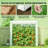 Mini Greenhouse, Modern Greenhouse For Outdoor-125024994