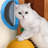 5 Tiers Cat Tree with Condons,Perch,Scratching Posts