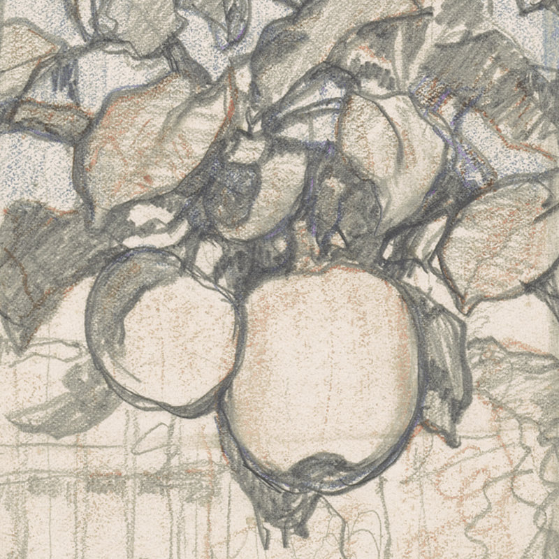 Emperor Alexander Apples Print by Jac Van Looij