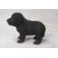 Statue chiot labrador debout-18377158