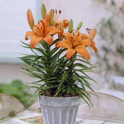 Van Zyverden Container Lilies Orange Pixie Set of 7 Bulbs