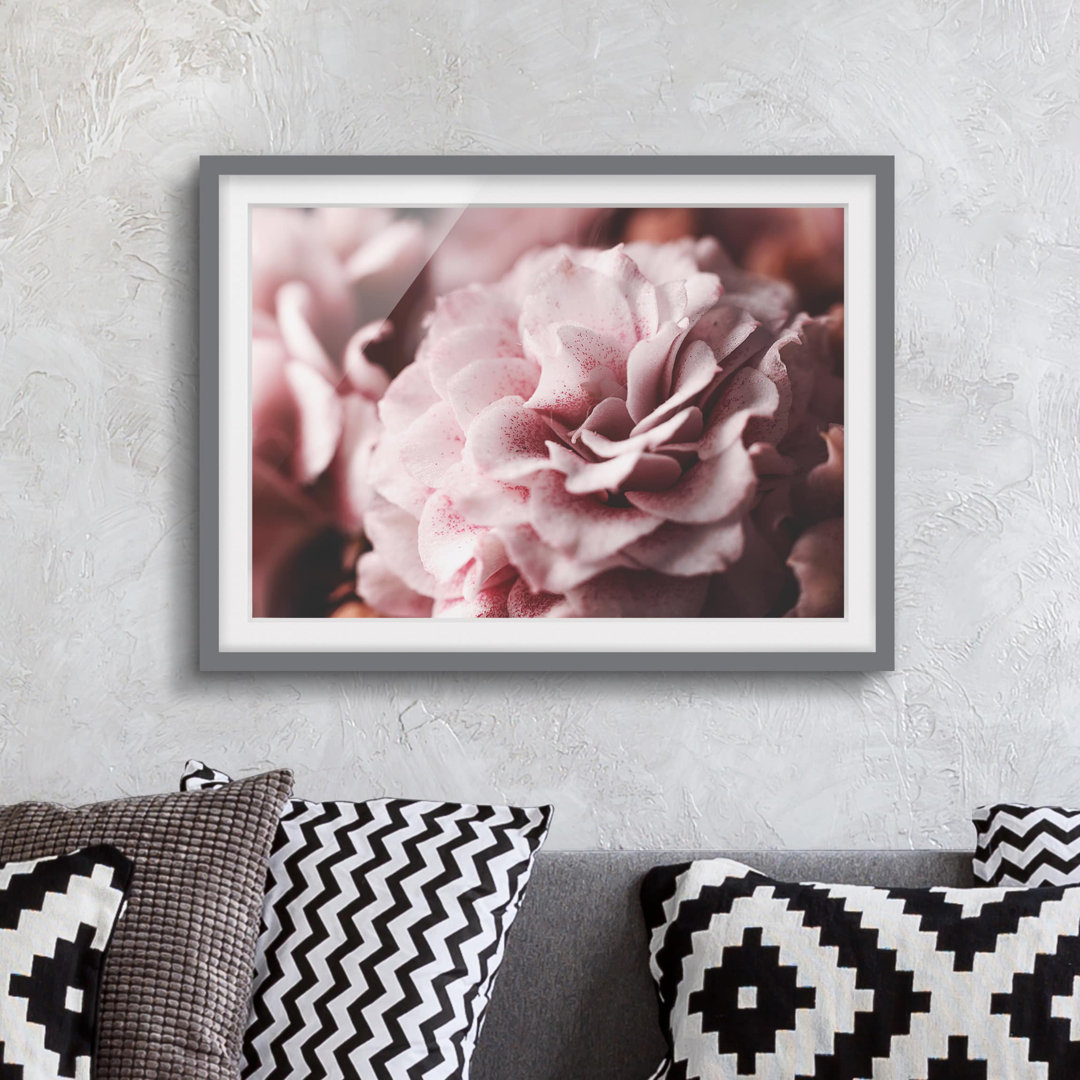 Gerahmtes Poster Shabby Pink Rose Pastel