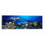 Hawksbill Turtle (eretmochelys Imbricata) and French Angelfish (pomacanthus Paru) with Stoplight Parrotfish (sparisoma Viride) 1 Piece Wrapped Canvas Panoramic Wall Art-911575421