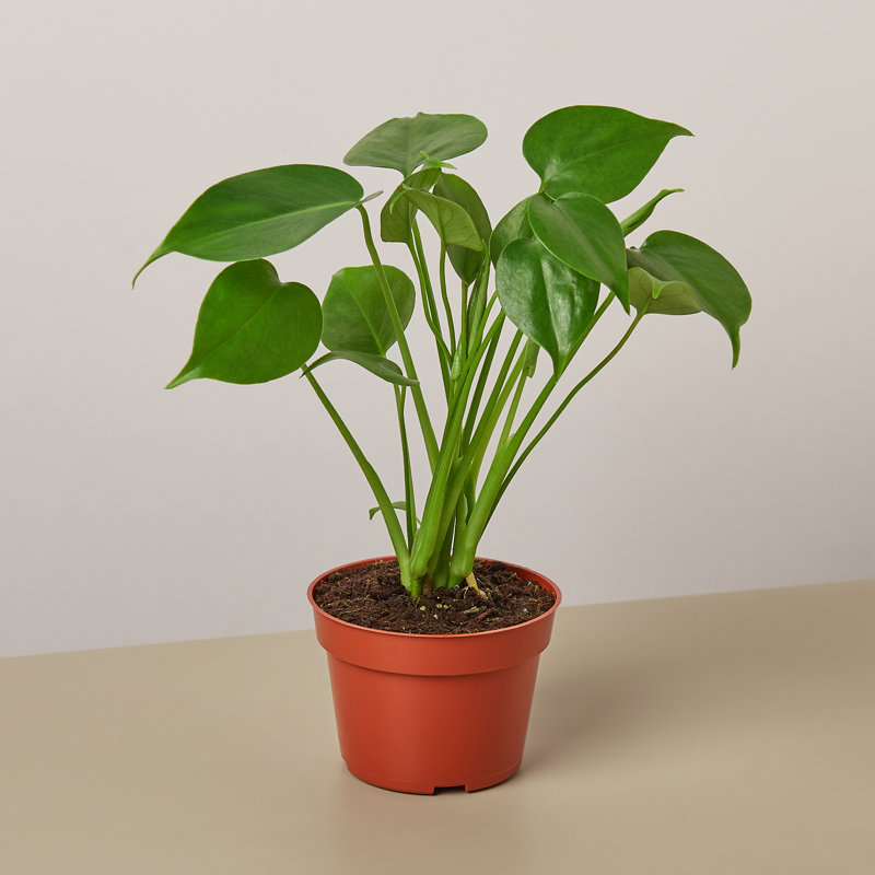 House Plant Shop Live Foliage Plant