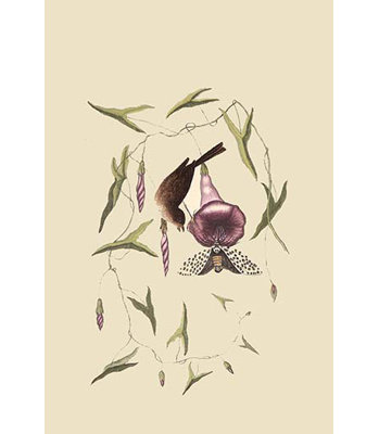 Reproduction d’art graphique, "little sparrow" par catesby
