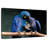 Hyacinth Blue Macaws-107921719