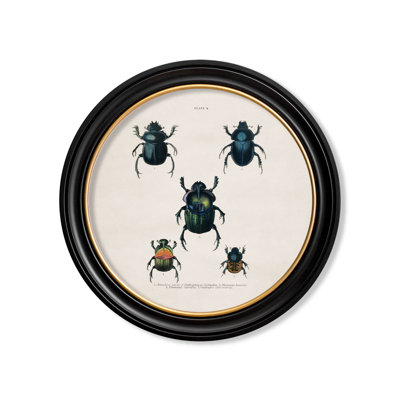 Beetles P4 by Mid-1800s - Single Picture Frame Print on Archival Matt 230gsm Paper