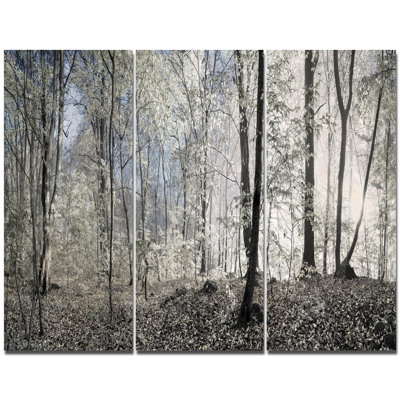 " Dark Morning In Forest Panorama " 3 - Pieces