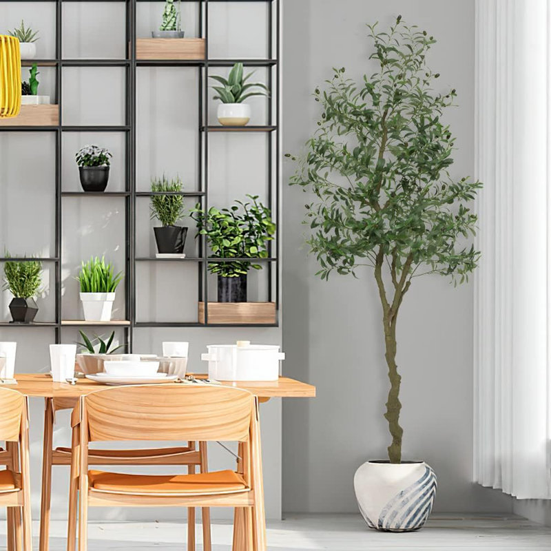 210cm Plant