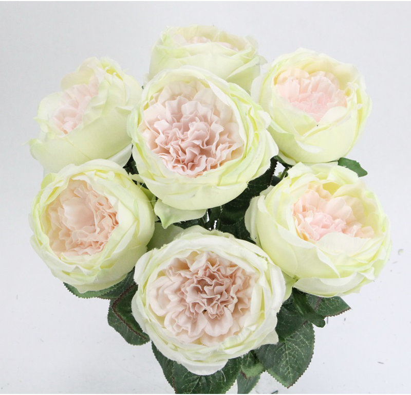 Buisson de roses en pleine floraison, Rose / crème