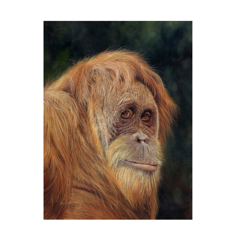 Art sur toile orang-outan David, H 14 po x l 19 po